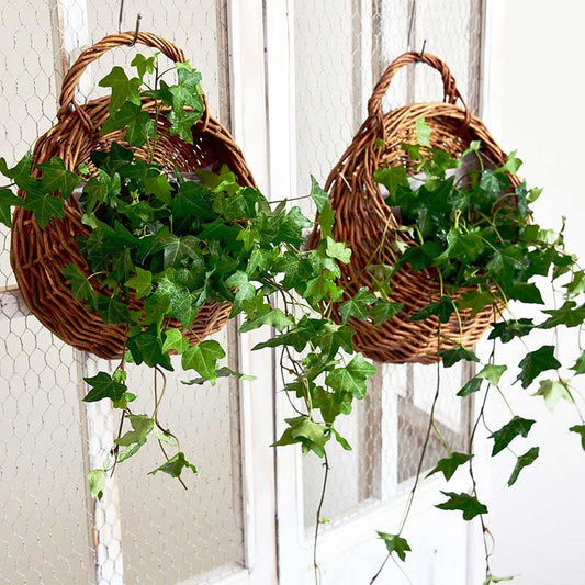 Panier à plantes tissé à la main Ownkoti avec poignée (3 pièces)