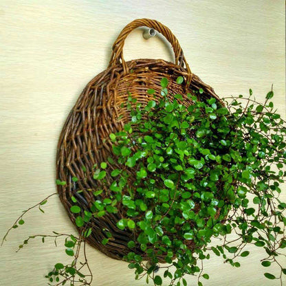 Panier à plantes tissé à la main Ownkoti avec poignée (3 pièces)